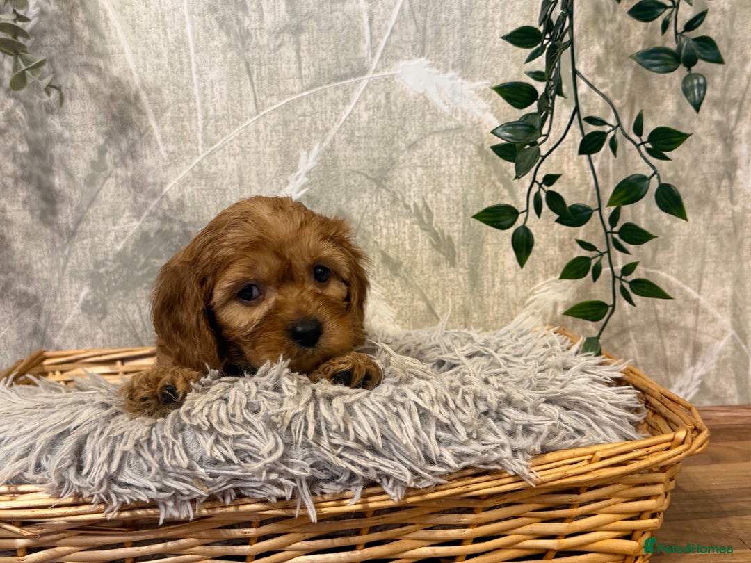 Cavapoo dogs for sale: Beautiful F1 Cavapoos  - Advert 14