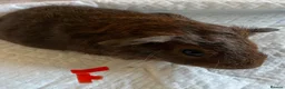 Guinea Pig rodents for sale: Lovely guinea pig babies  - Advert 13