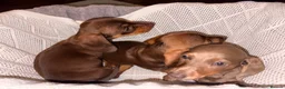 Miniature Dachshund dogs for sale: Miniature dachshund puppies  in Bilston - Advert 28