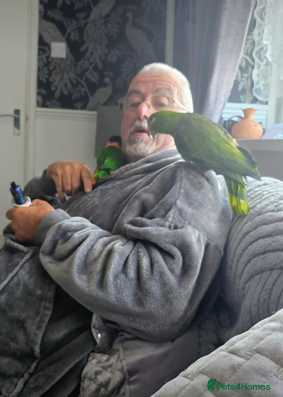 Parrots birds for sale: Yellow head amazon - Advert 2