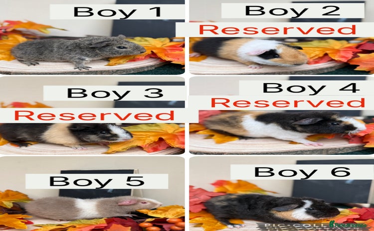 Guinea Pig rodents - Advert 9