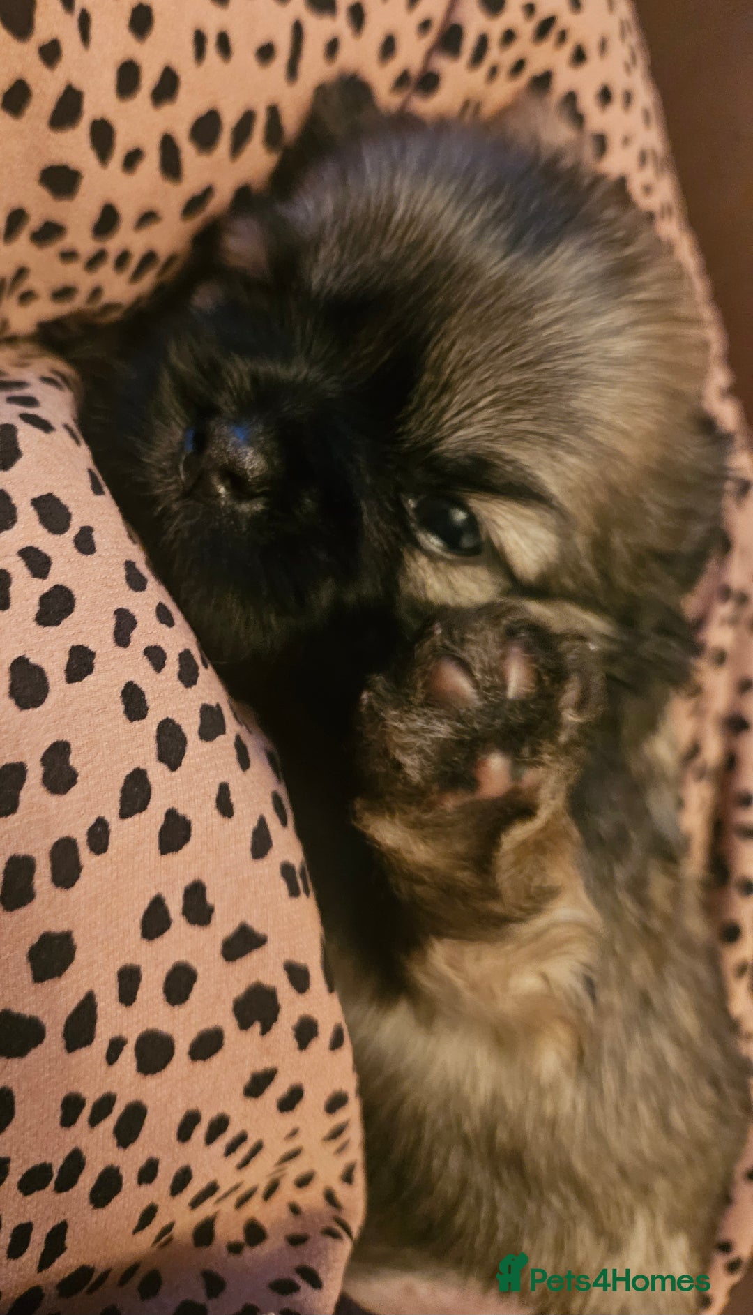 Shih Tzu dogs for sale: Imperial Shih Tzu Puppies - Advert 6