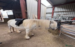 Dales horses for sale: Unreg dales x cob mare - Image 3