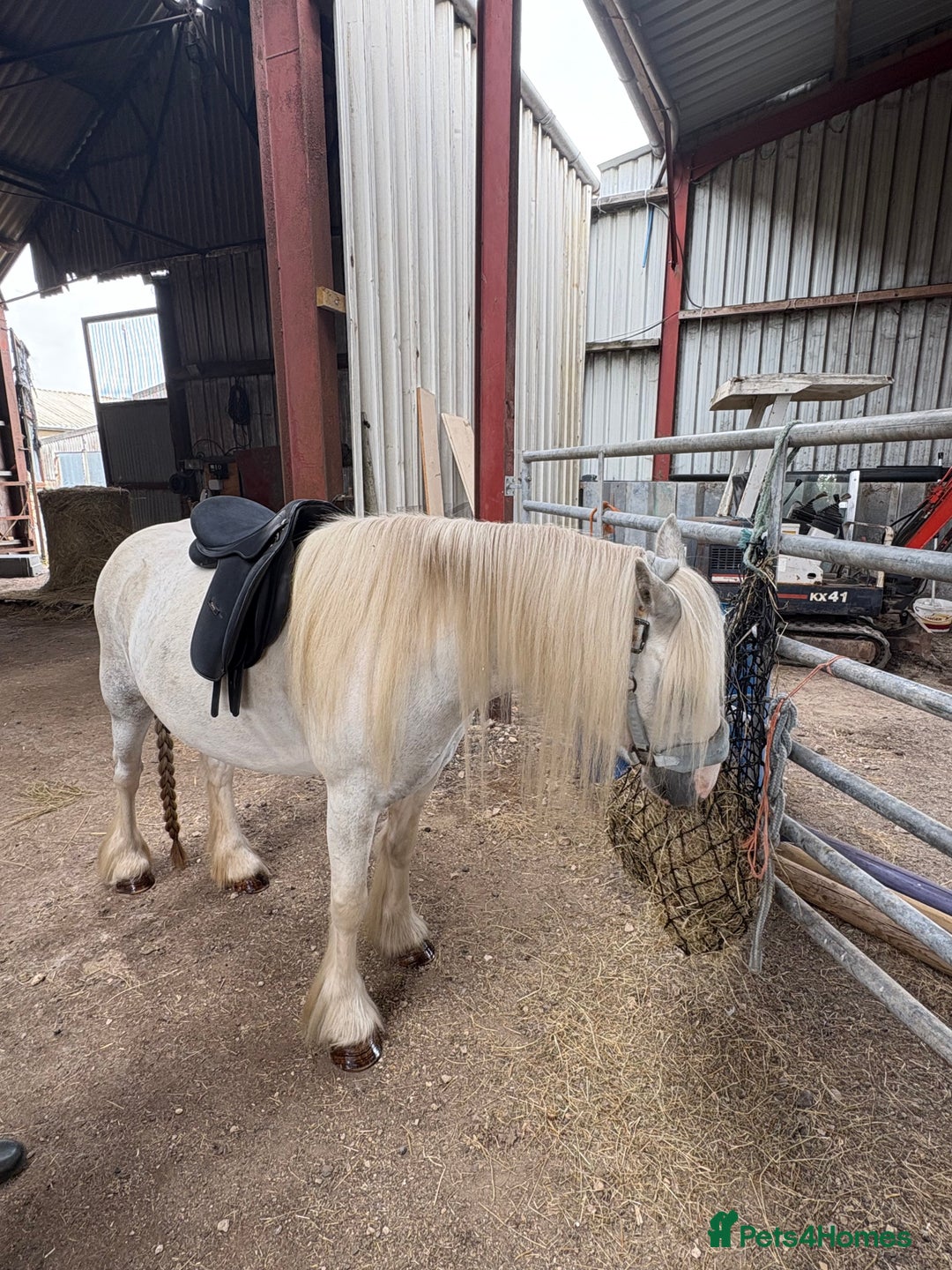 Dales horses for sale: Unreg dales x cob mare - Image 3
