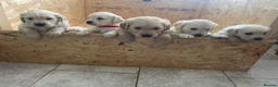 Golden Retriever dogs for sale: Beautiful GOLDEN RETRIEVER Puppies  - Advert 10