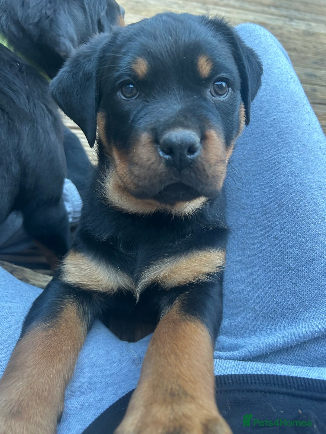 Rottweiler dogs for stud: Proven Rottweiler for stud! in Bury Saint Edmunds - Image 3