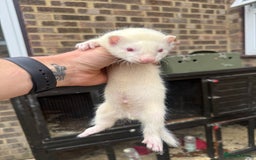 Ferret rodents for sale: Ferret kits for sale - Image 3