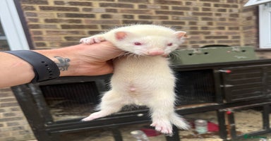 Ferret rodents - Advert 3