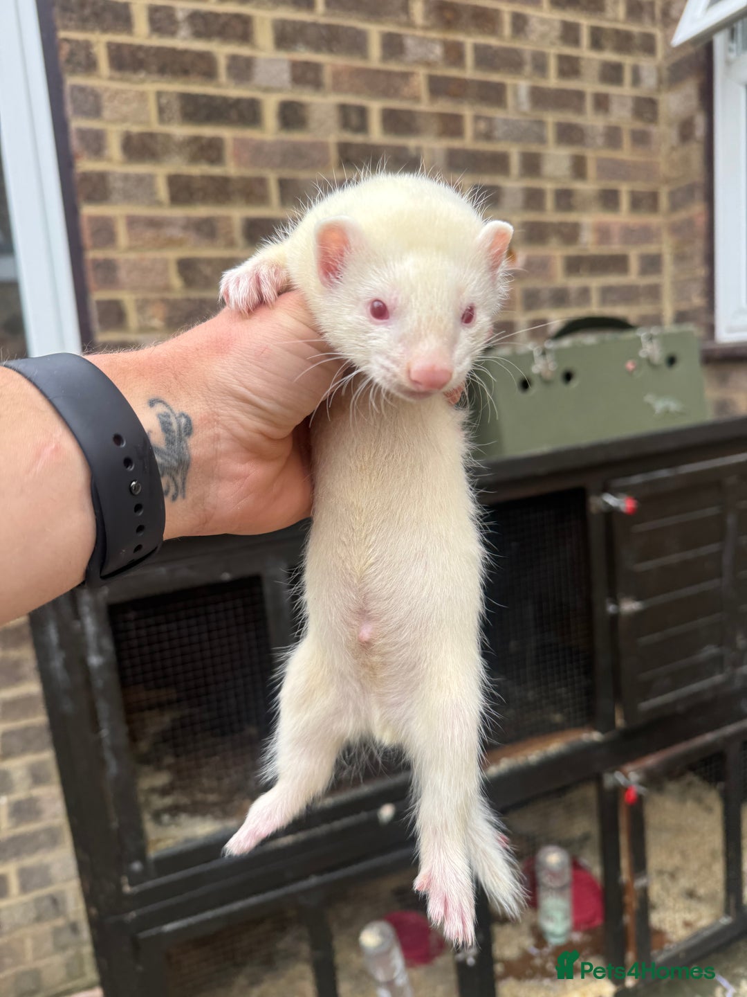 Ferret rodents for sale: Ferret kits for sale - Image 3