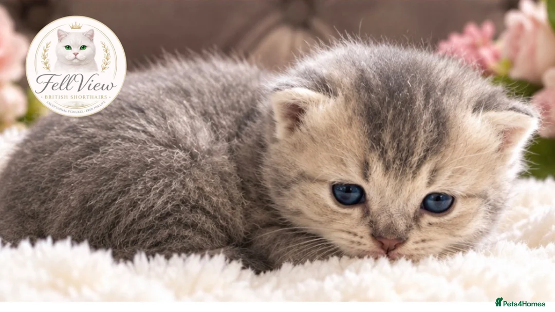 British Longhair cats for sale: 🐾 Beautiful Lilac Golden Longhair Kittens 🐾 - Advert 4