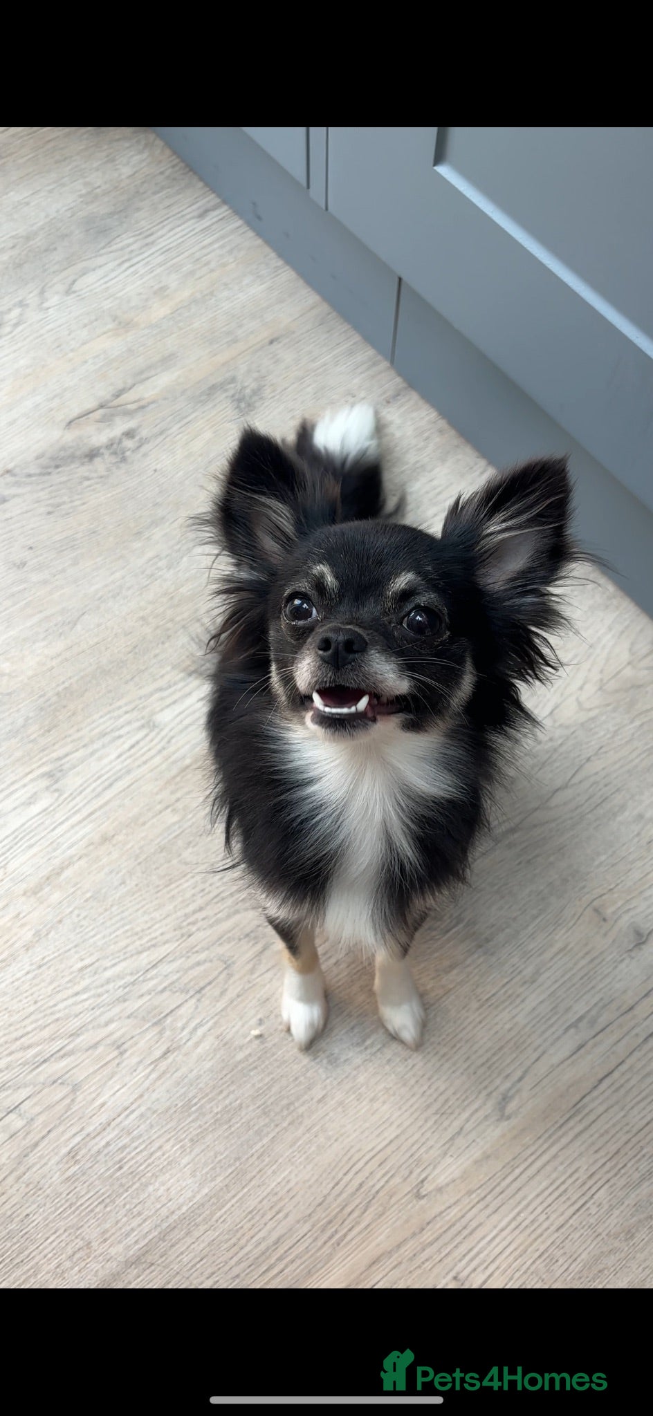 Chihuahua dogs Gorgeous two toned female chihuahua - Advert 1