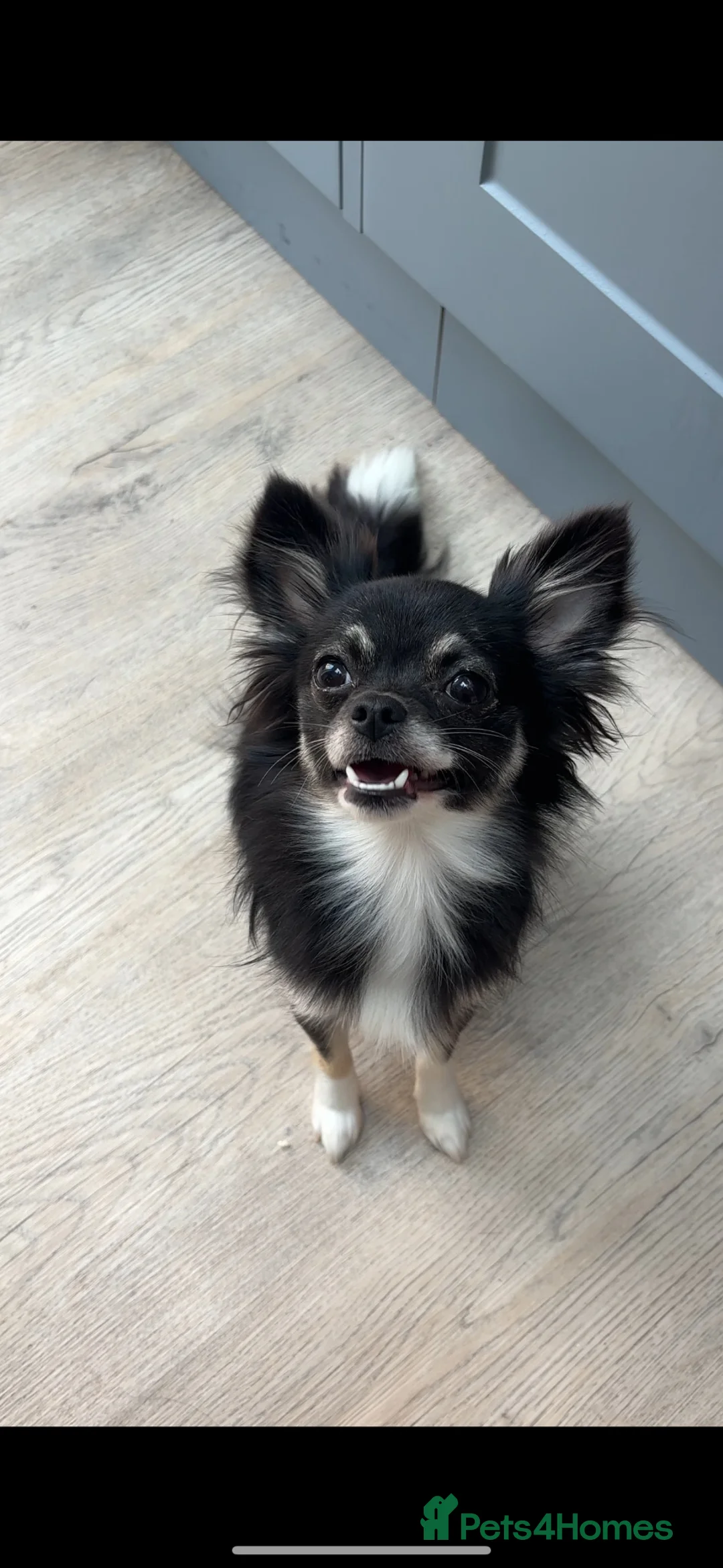 Chihuahua dogs for sale: Gorgeous two toned female chihuahua in Leicester - Advert 1