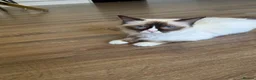 Ragdoll cats for sale: Beautiful 1 year old ragdoll - Advert 3