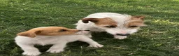 Jack Russell dogs for sale: Old fashioned short legged jack russell  - Advert 2