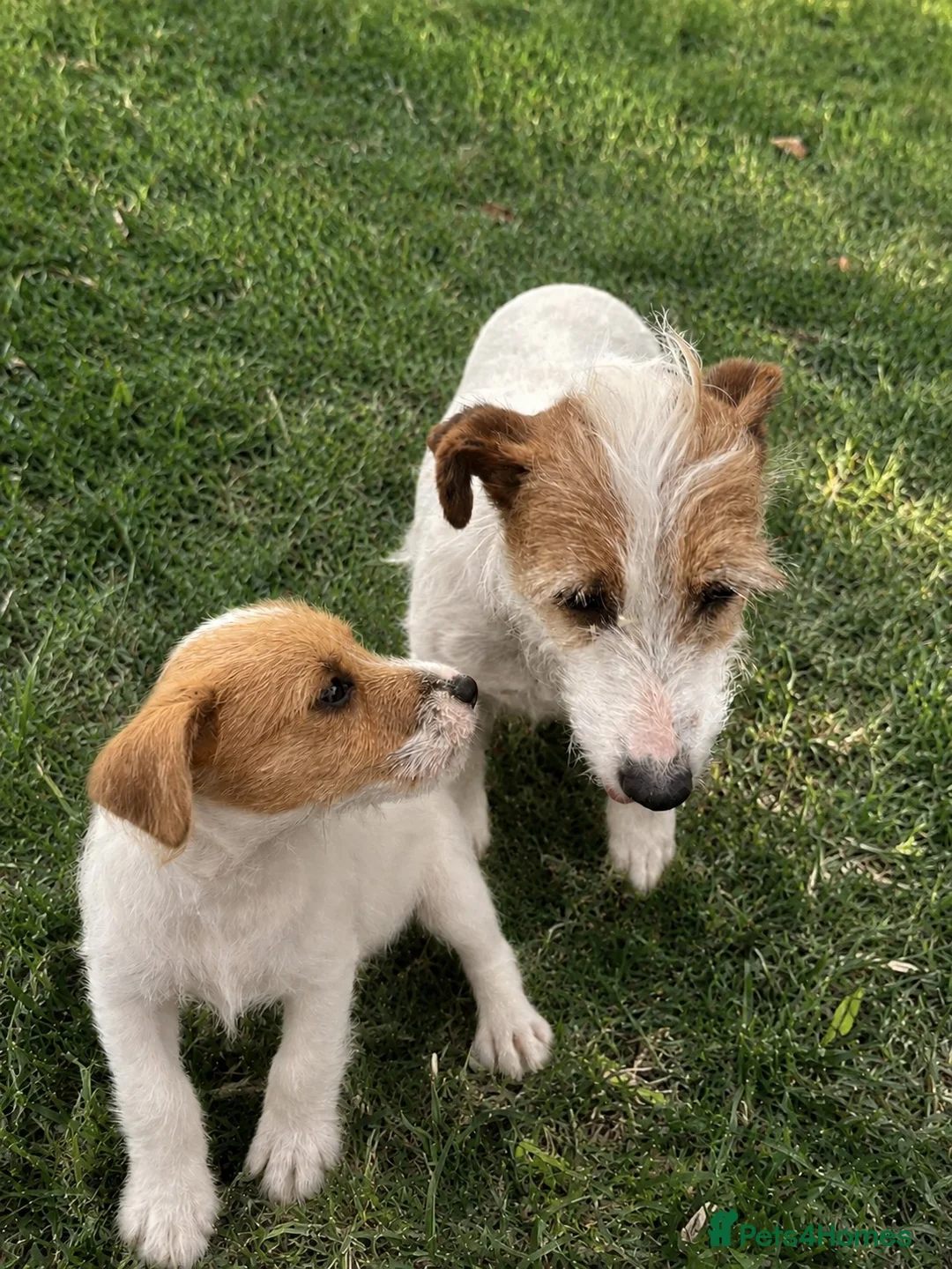 Jack Russell dogs for sale: Old fashioned short legged jack russell  - Advert 2
