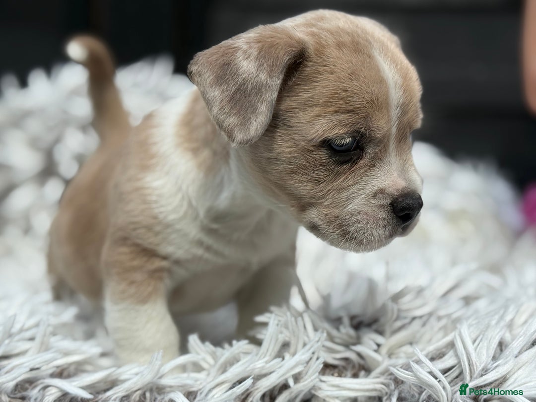 Mixed Breed dogs for sale: Stunning chunky Jack Russell x puppies, ready fri - Image 6