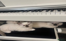 Birman cats for sale: Lovely Birman kittens  - Image 18