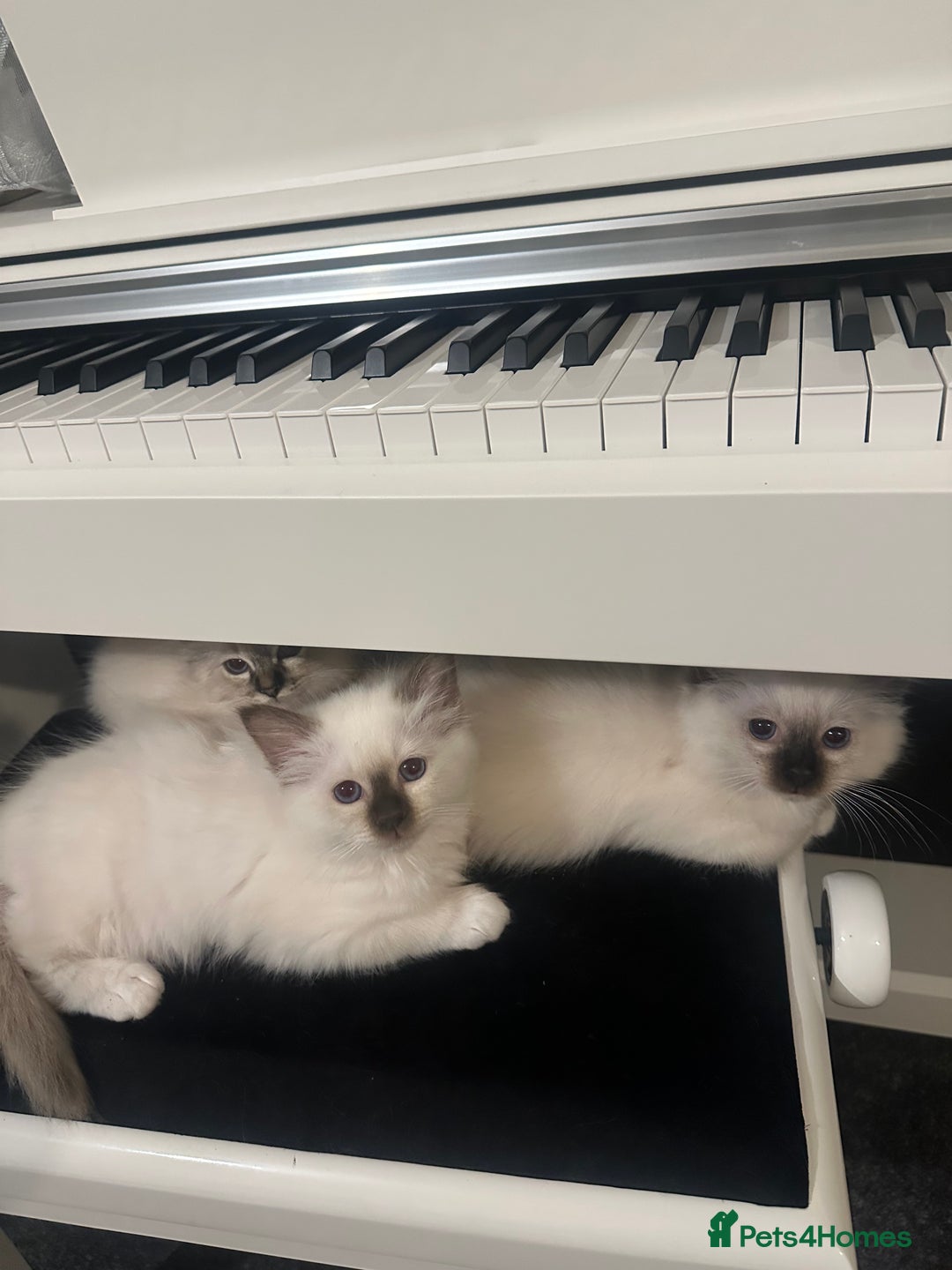 Birman cats for sale: Lovely Birman kittens  - Image 18