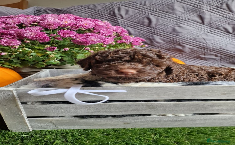 Lagotto Romagnolo dogs - Advert 1