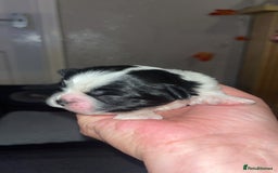 Shih Tzu dogs for sale: 4 adorable shih tzus  - Image 4
