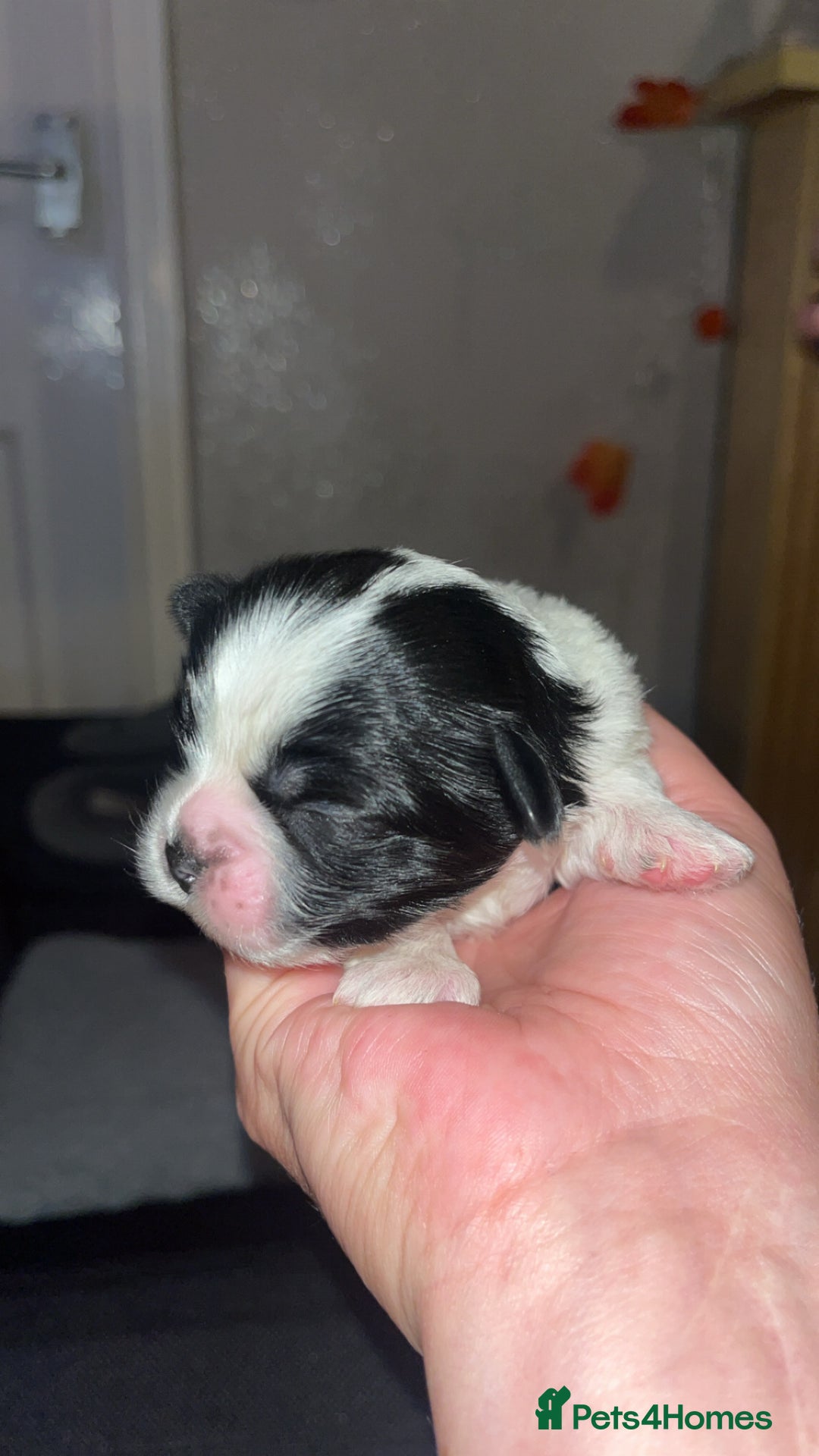 Shih Tzu dogs for sale: 4 adorable shih tzus  - Image 4