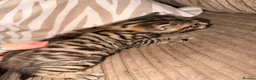 Bengal cats for sale: Bengal x BSH kitten  in Wigan - Advert 2