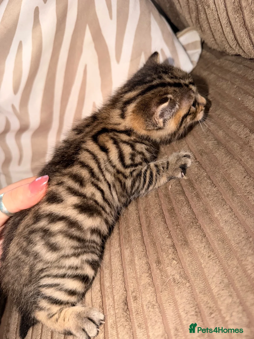 Bengal cats for sale: Bengal x BSH kitten  in Wigan - Advert 2