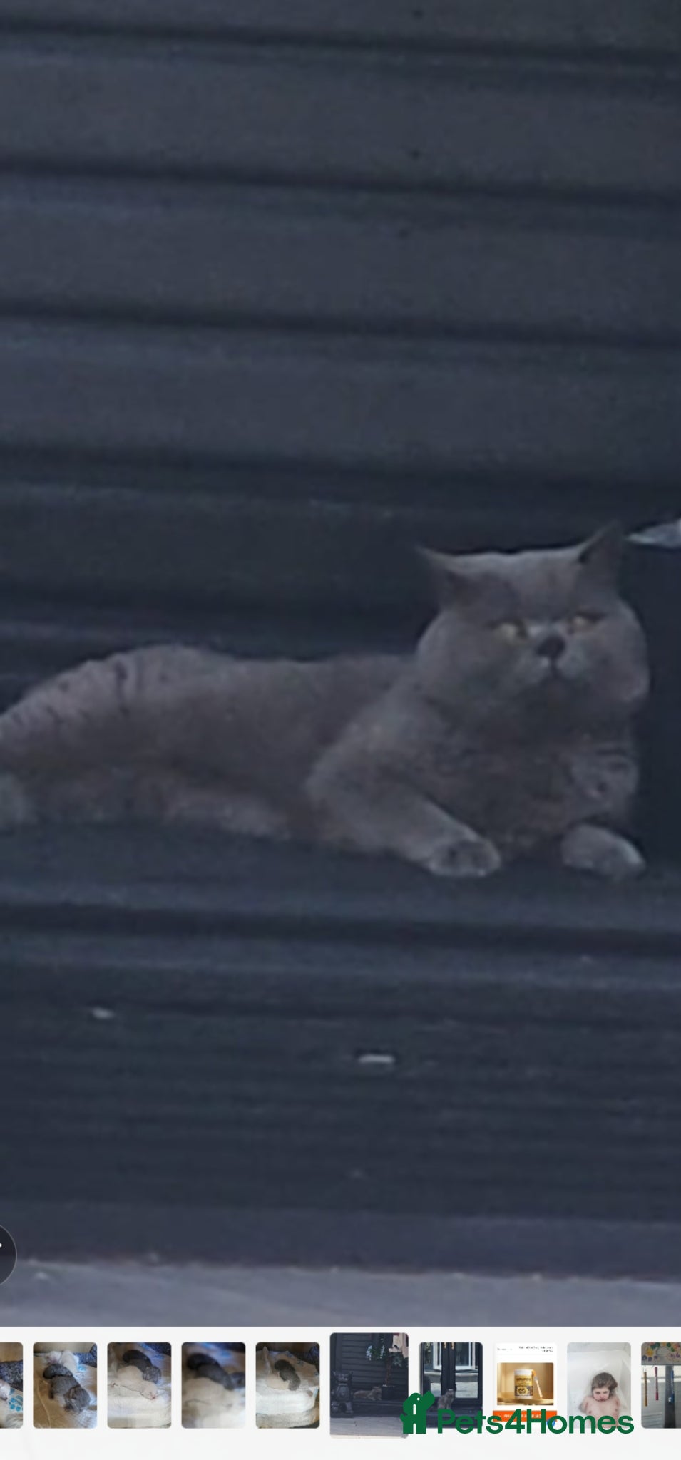 British Shorthair cats for sale: 4 bsh kittens - Advert 16