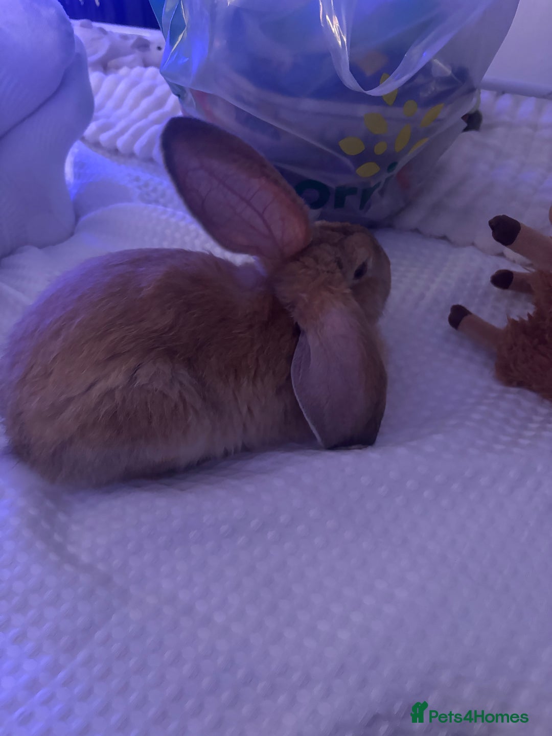Mixed Breed rabbits for sale: Giant Continental x French Lop Bunny - Image 3