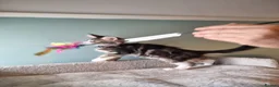 Maine Coon cats for sale: Tica!! Amazing kittens - Advert 5