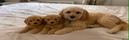 Cockapoo dogs for sale: Cockapoo puppies - Advert 7