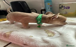 Mixed Breed dogs for sale: Jack chi puppies - Image 9
