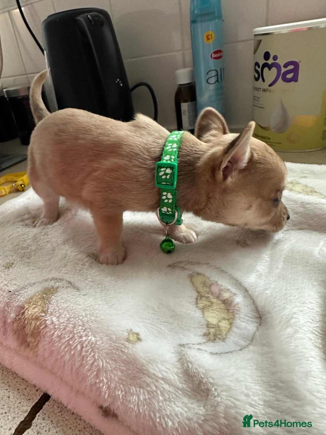Mixed Breed dogs for sale: Jack chi puppies - Image 9