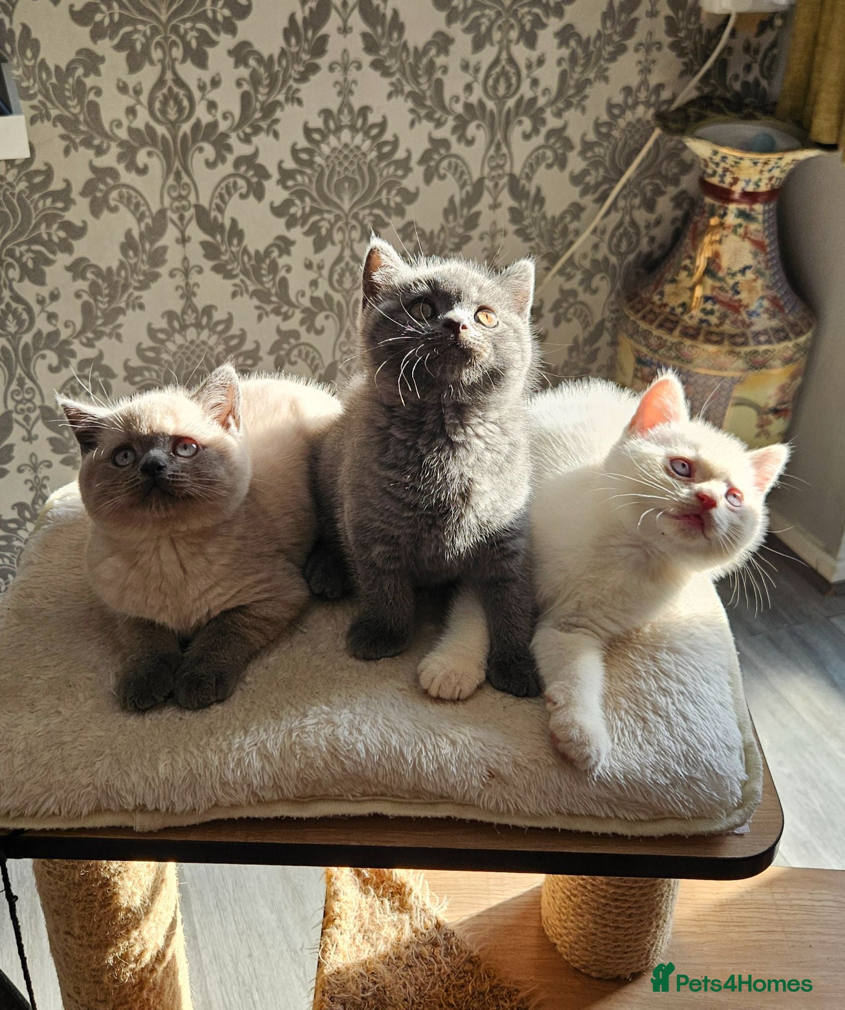 British Shorthair cats Adorable Purebred British Shorthair Kittens - Advert 1