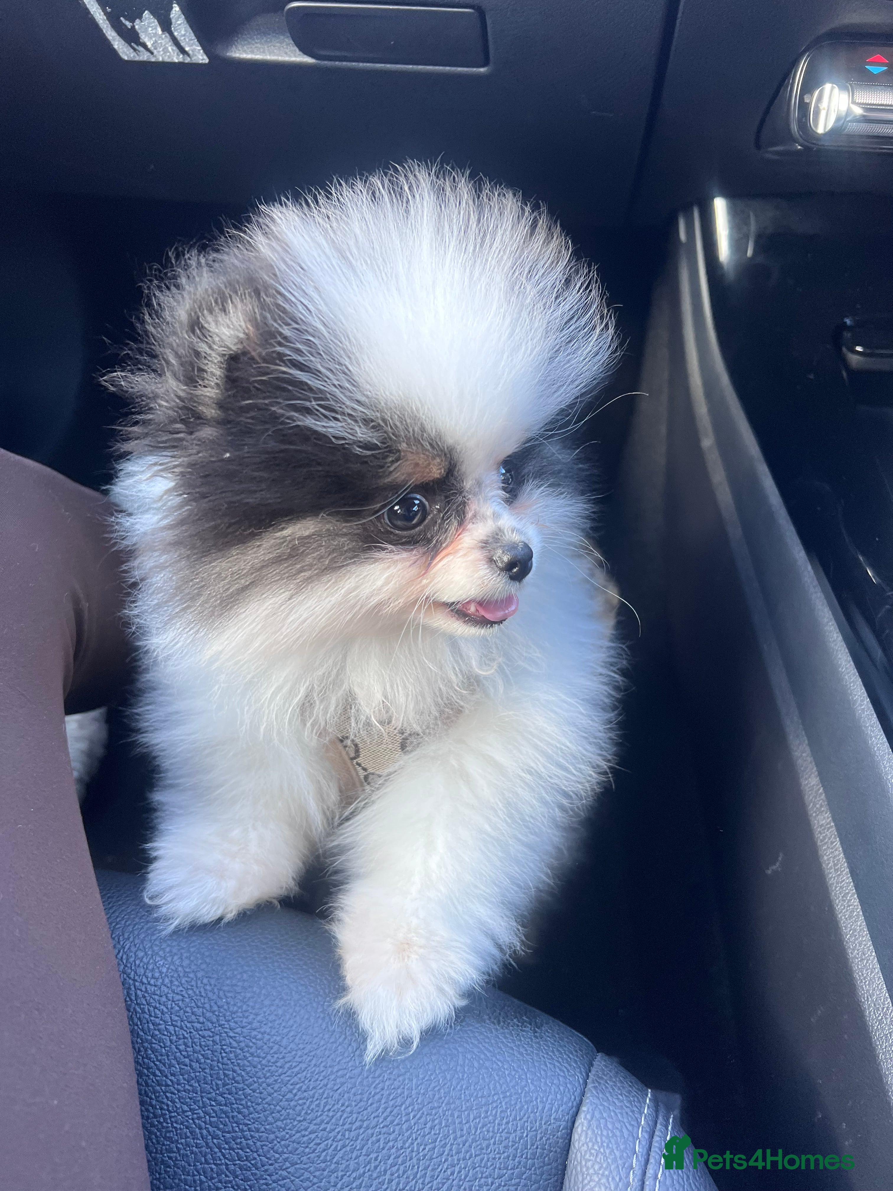 Pomeranian dogs 5 STAR POMERANIAN PUPPIES  - Advert 8