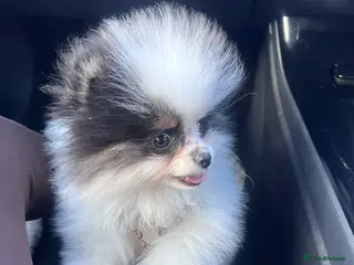 Pomeranian dogs 5 STAR POMERANIAN PUPPIES - Advert 18