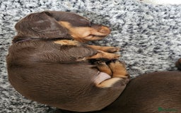 Miniature Dachshund dogs for sale: long and shorthaired chocolate. Both parents KCd - Image 8