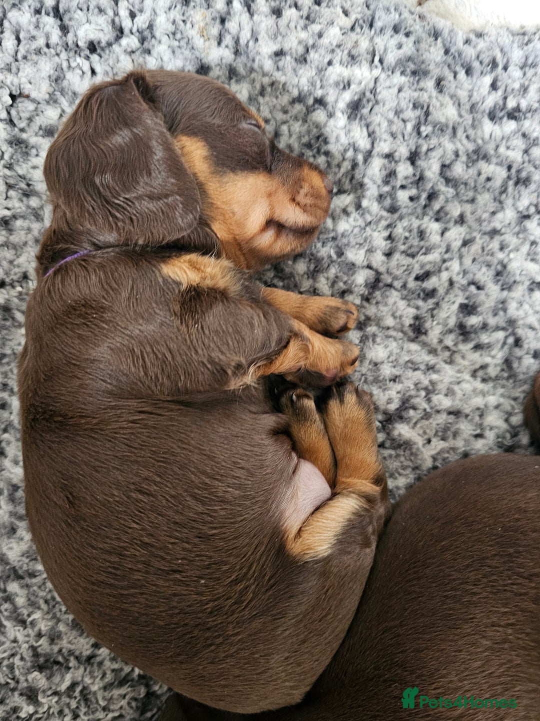 Miniature Dachshund dogs for sale: long and shorthaired chocolate. Both parents KCd - Image 8