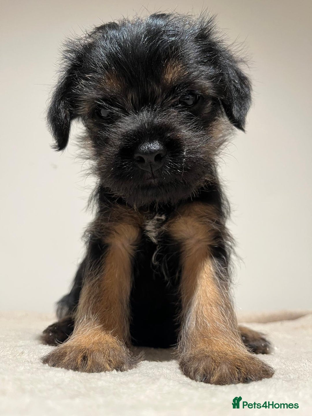 Border Terrier dogs for sale: Border Terrier Puppies - Image 8