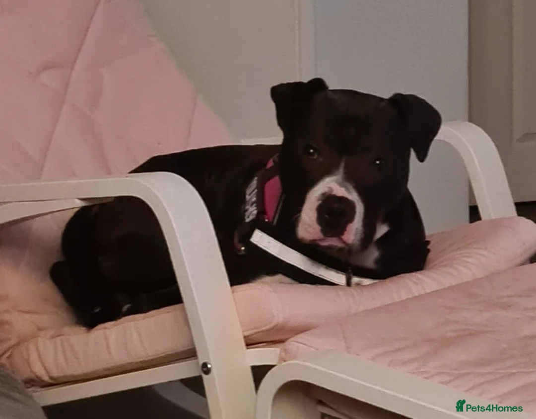 Mixed Breed dogs for adoption: Behaviourist sought for special needs dog in Sandy - Advert 1