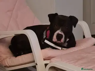 Mixed Breed dogs Behaviourist sought for special needs dog - Advert 1