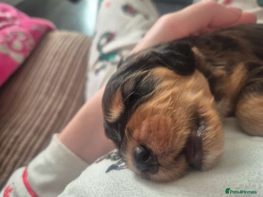 Cockapoo dogs for sale: Beautiful cockapoo puppies - Advert 27