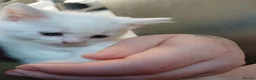 Mixed Breed cats for sale: White kittens  in Ipswich - Advert 13