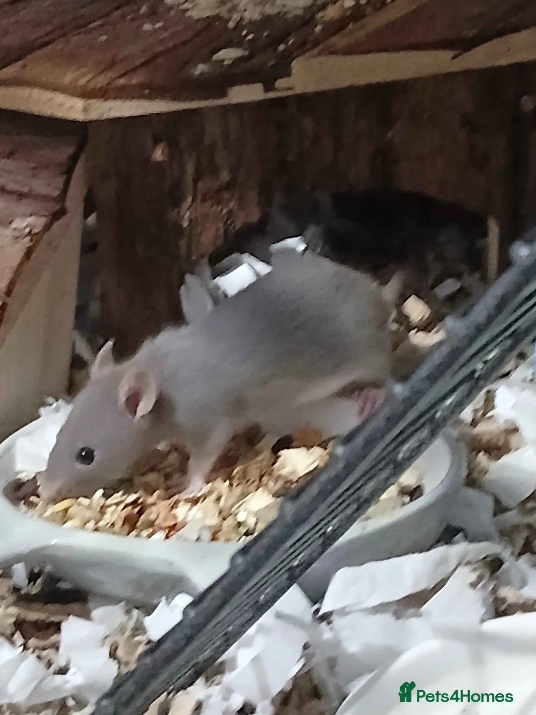 Rat rodents for sale: 2 young boy rats in Hexham - Advert 2