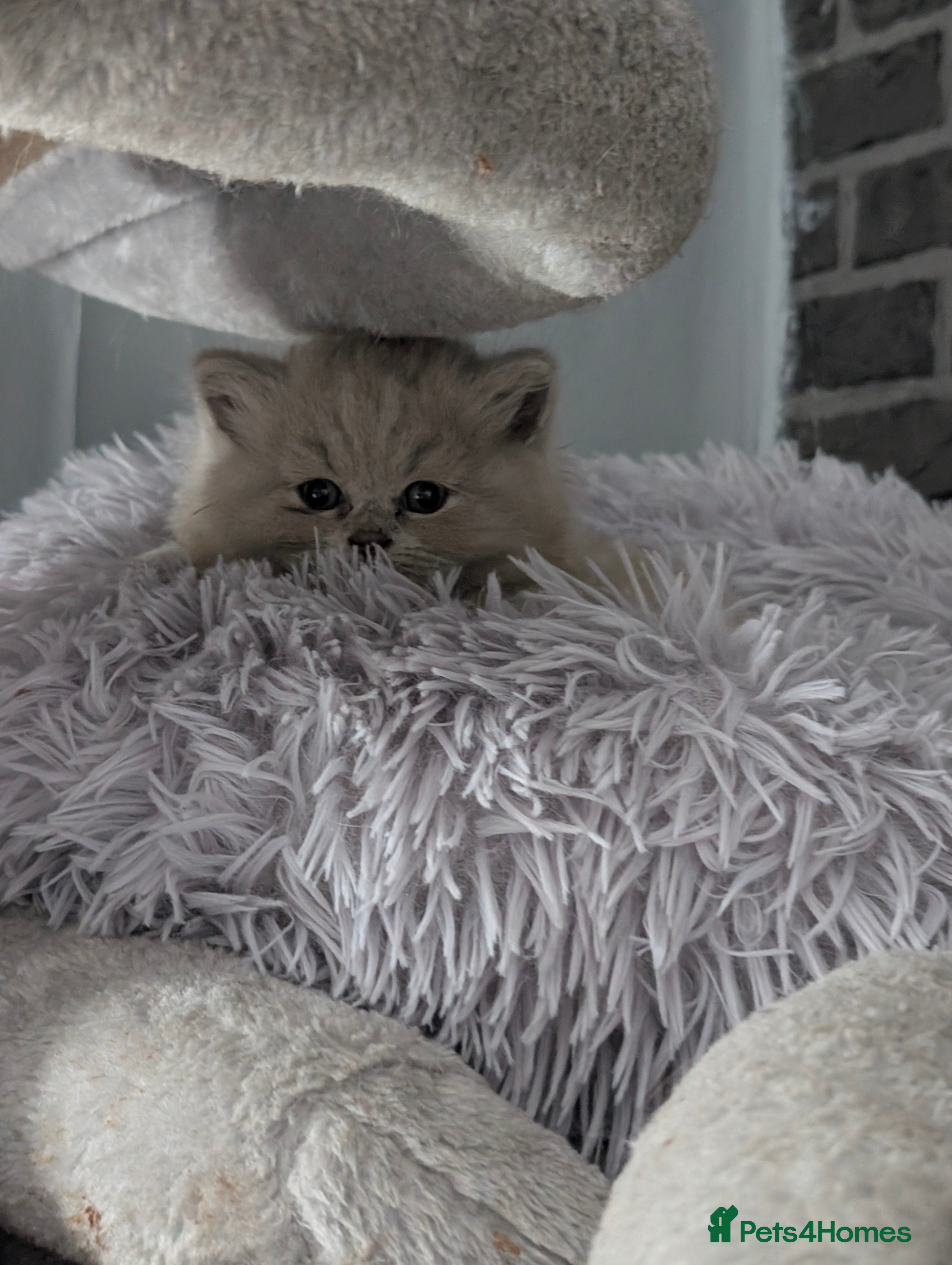 British Longhair cats 2 lilac fawn British long hair kittens Ready Now - Advert 6