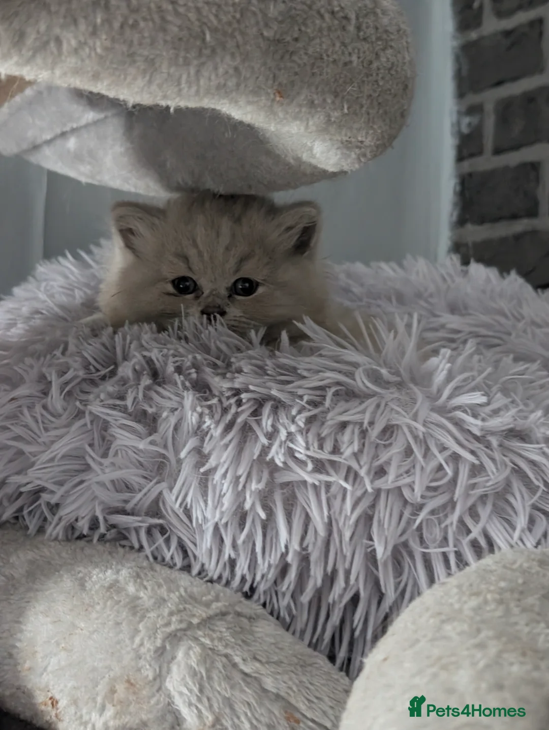 British Longhair cats for sale: 2 lilac fawn British bsh/blh kittens  - Advert 7