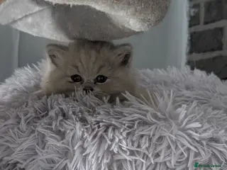 British Longhair cats 2 lilac fawn British long hair kittens Ready Now - Advert 6