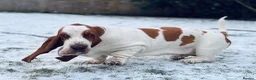 Basset Hound dogs for sale: Basset hound amazing couple  - Advert 29