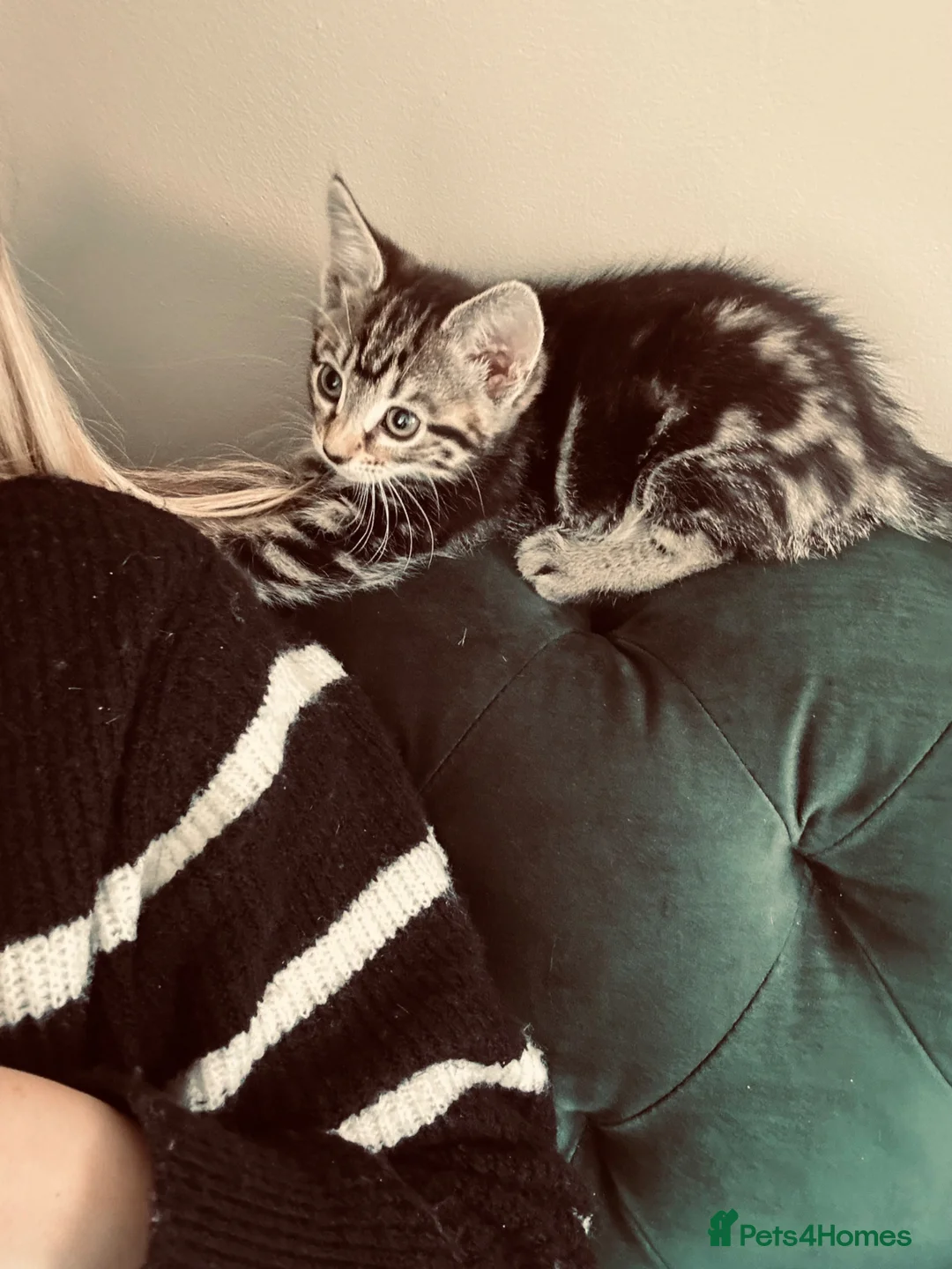 Mixed Breed cats for sale: 10 week old kitten in Eastbourne - Advert 2