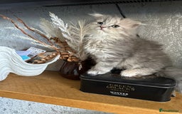 Scottish Fold cats for sale: Scottish Fold Long Hair Kittens/ 2 female 2 boy - Image 15